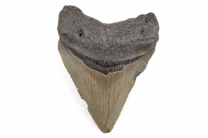 Bargain, Juvenile Megalodon Tooth - North Carolina #196028